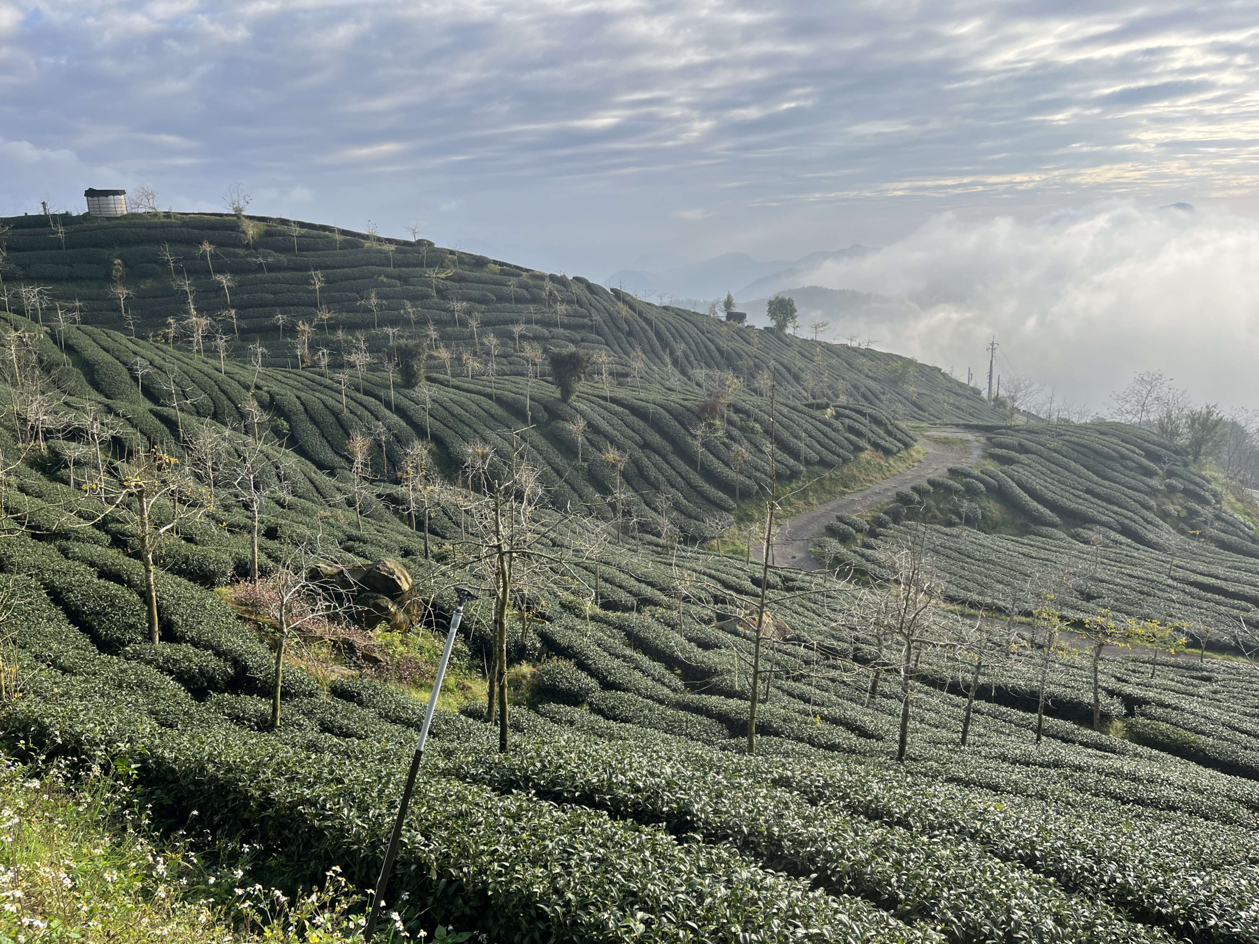 Beautiful rolling tea fields on our recent trip to Alishan